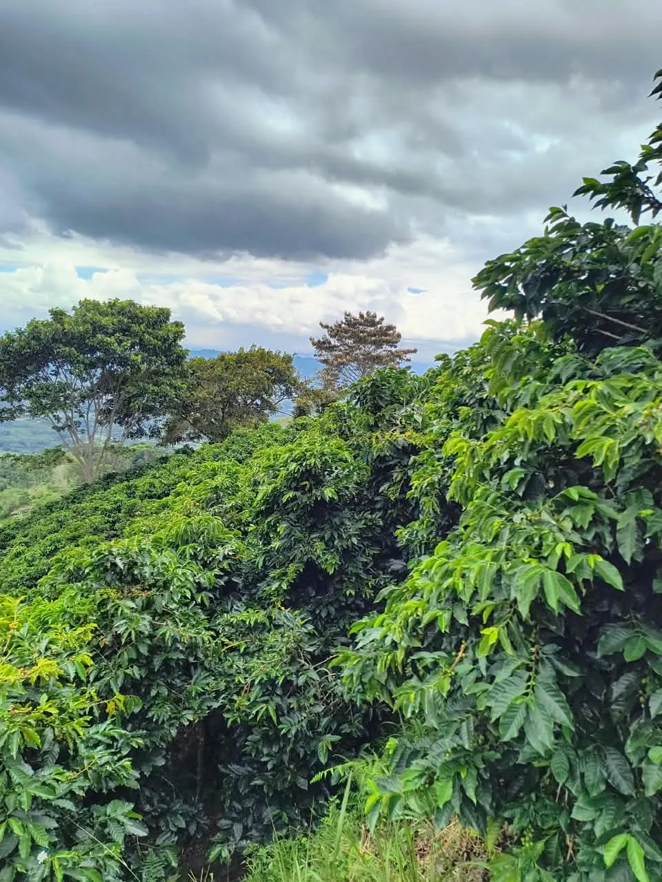 Cultivo de café de la Finca La Veguita en Honda Porvenir