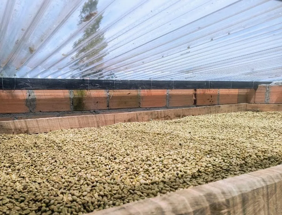 Secado del café producido en la Finca La Veguita