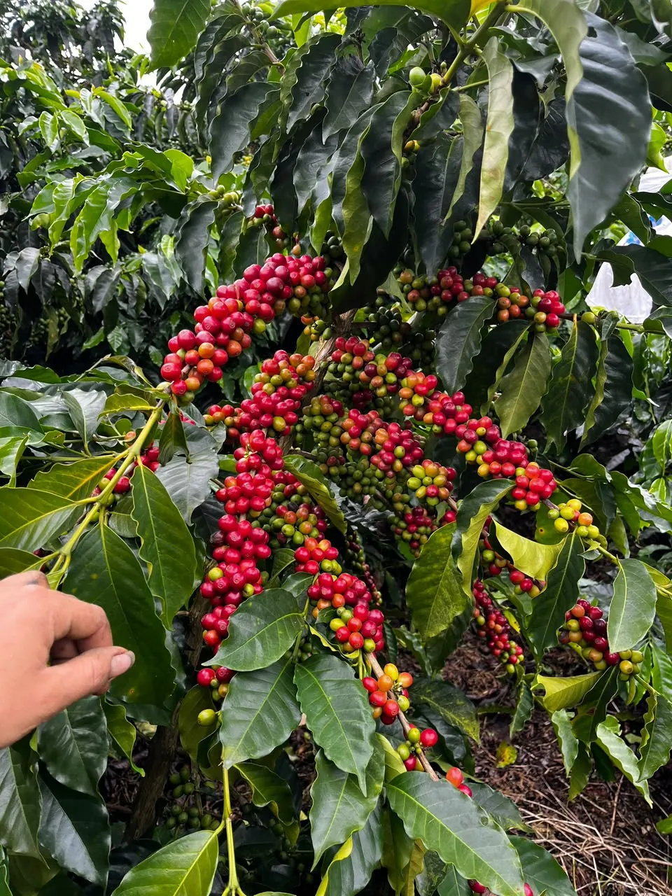 Cafetal