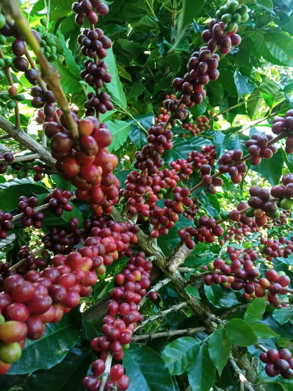 Cerezas maduras de café en la Finca Maova