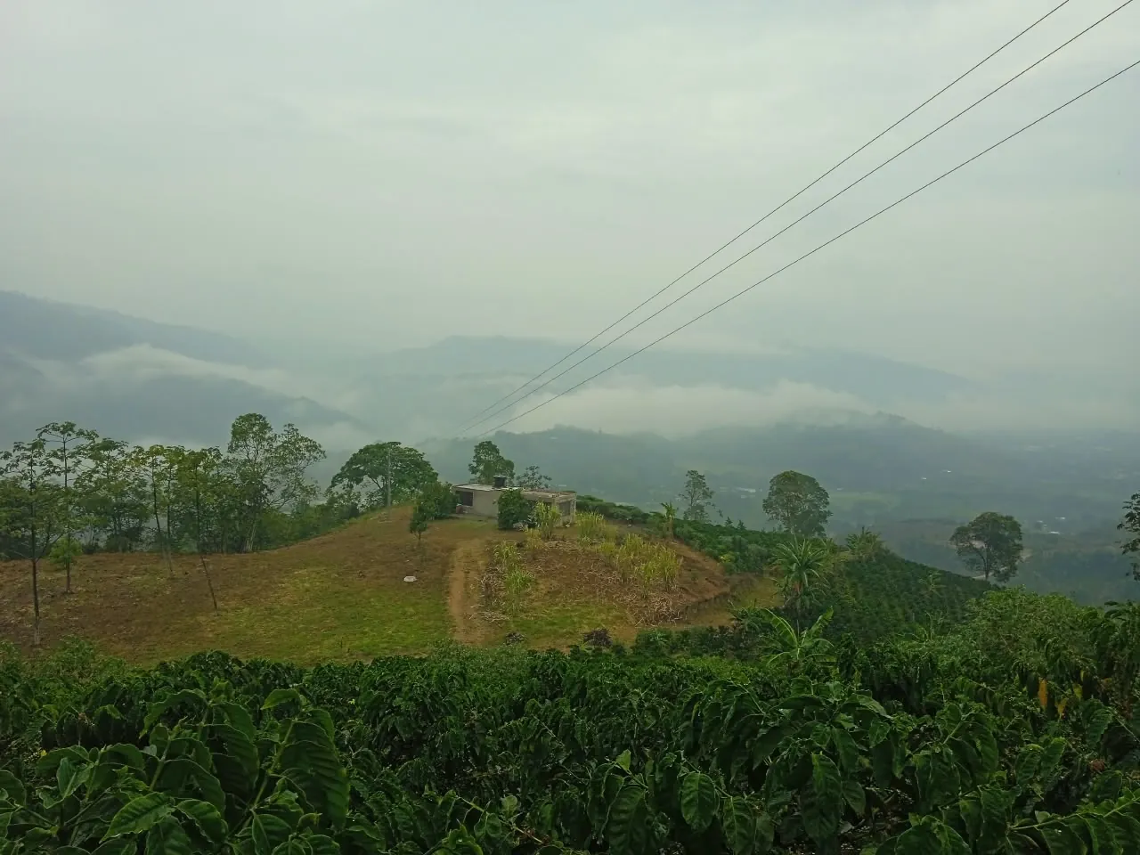 Cultivos de café de la Finca Maova en la vereda Versalles