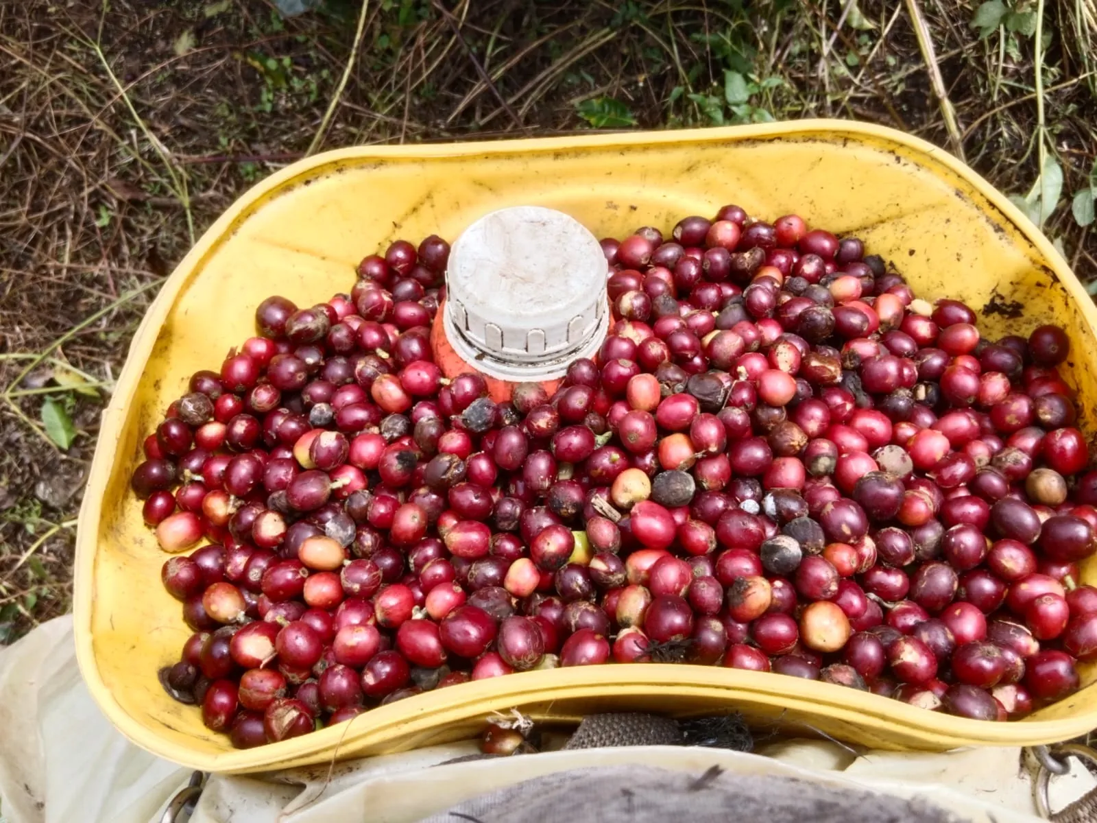 Cerezas de café recién recolectadas en canasta amarilla en la Finca Alto de la Cruz