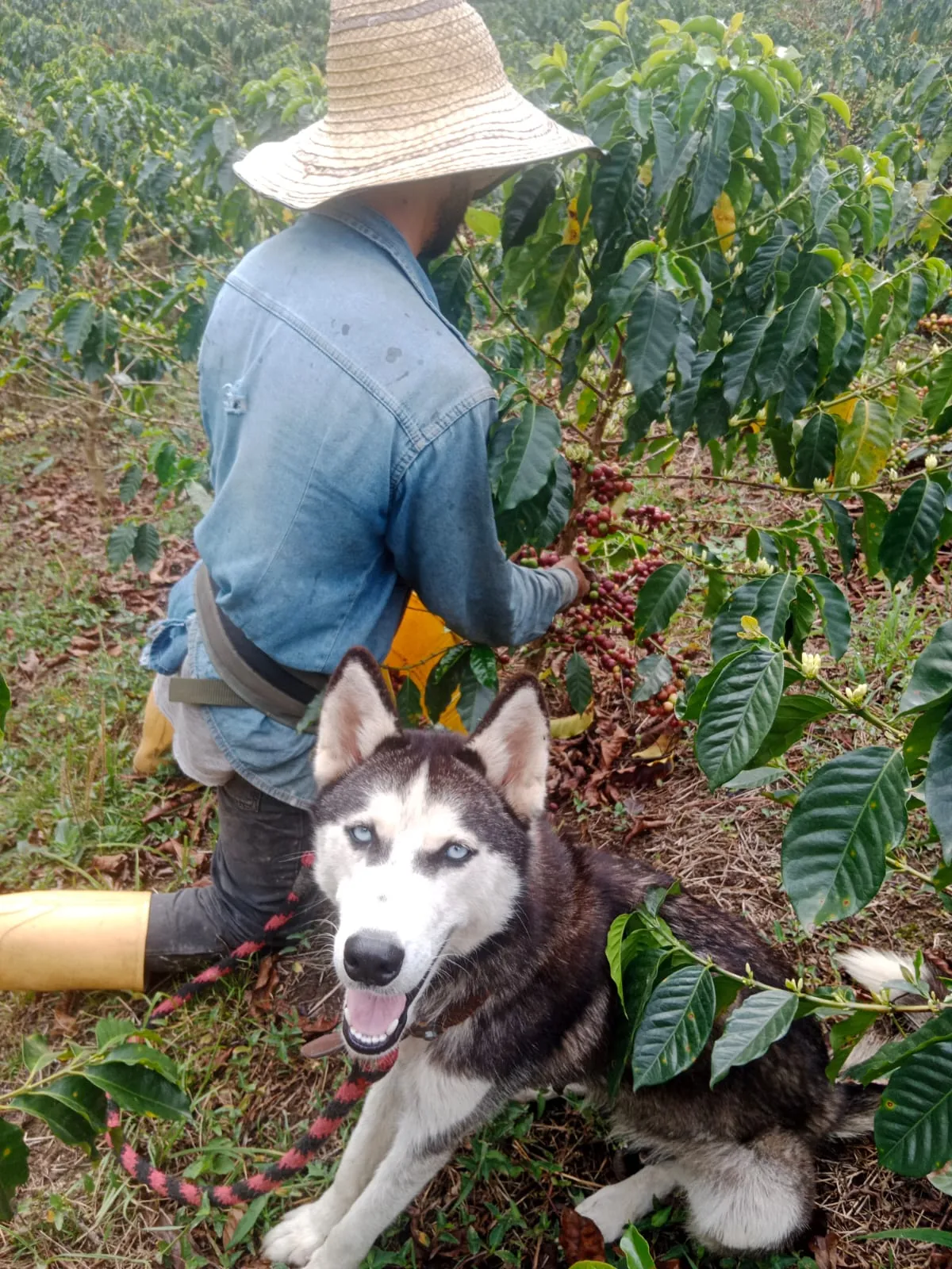 Cosechador recolectando cerezas de café en la Finca Alto de la Cruz