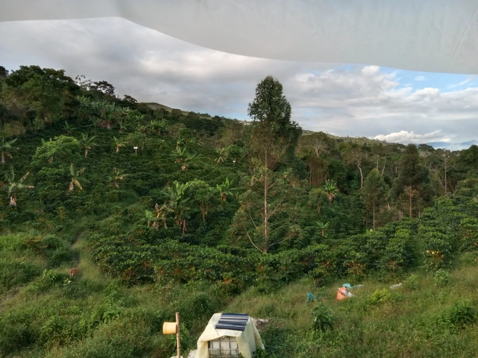 Ladera cafetera de la Finca Alto de la Cruz en la vereda Chillurco