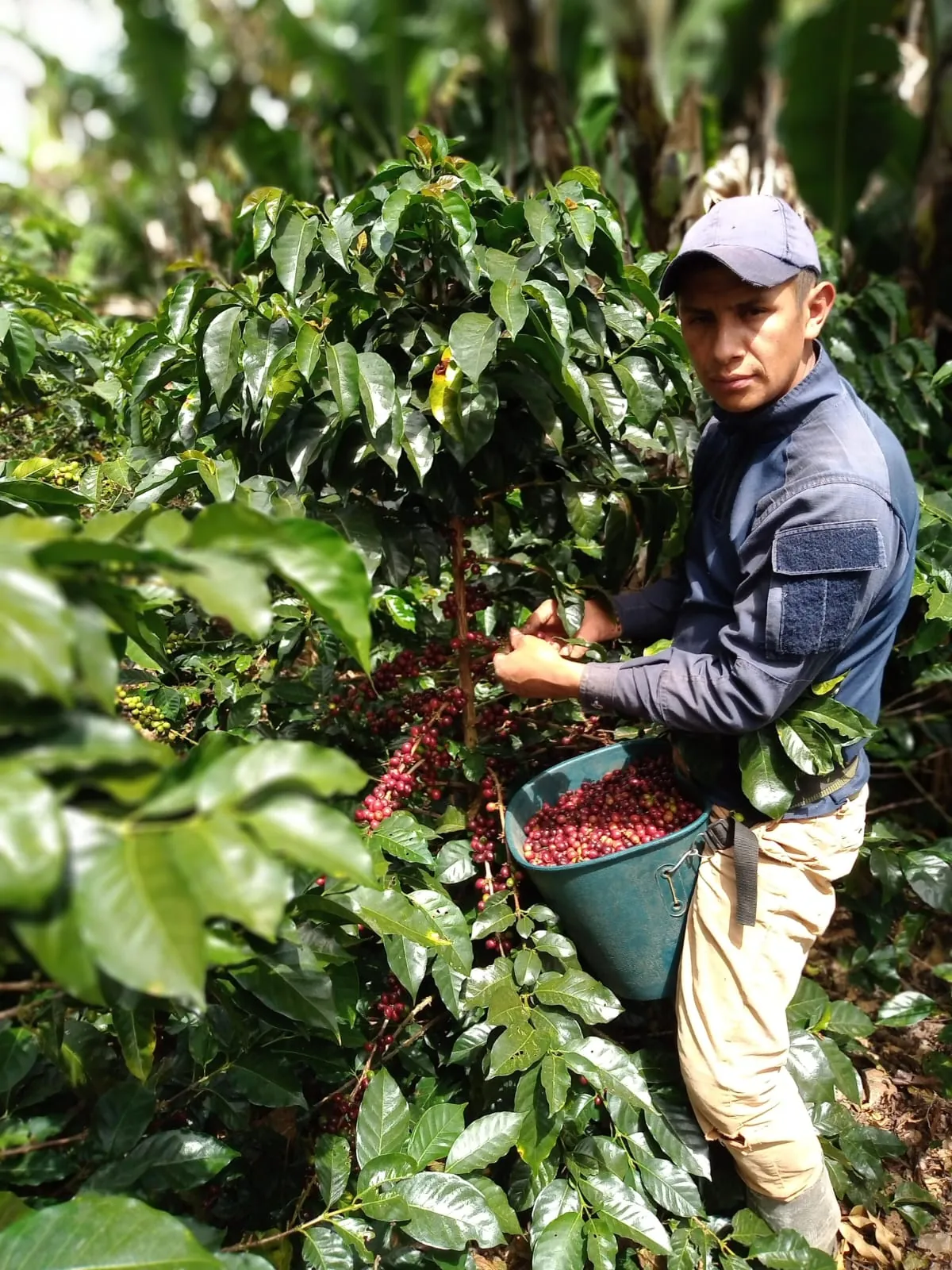 Recolección de cerezas maduras de café en lote de una familia aliada