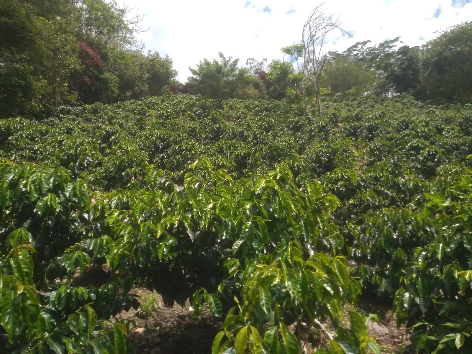 Cultivo de café en producción entre sombra en el sur del Huila