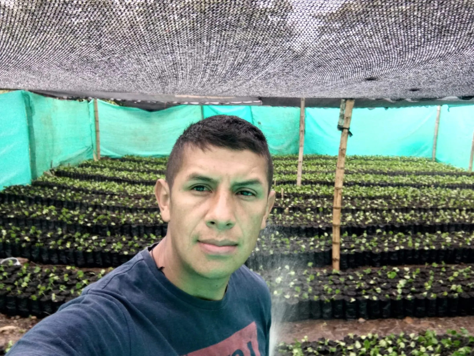 Vivero de cafetos bajo malla sombra en Pitalito