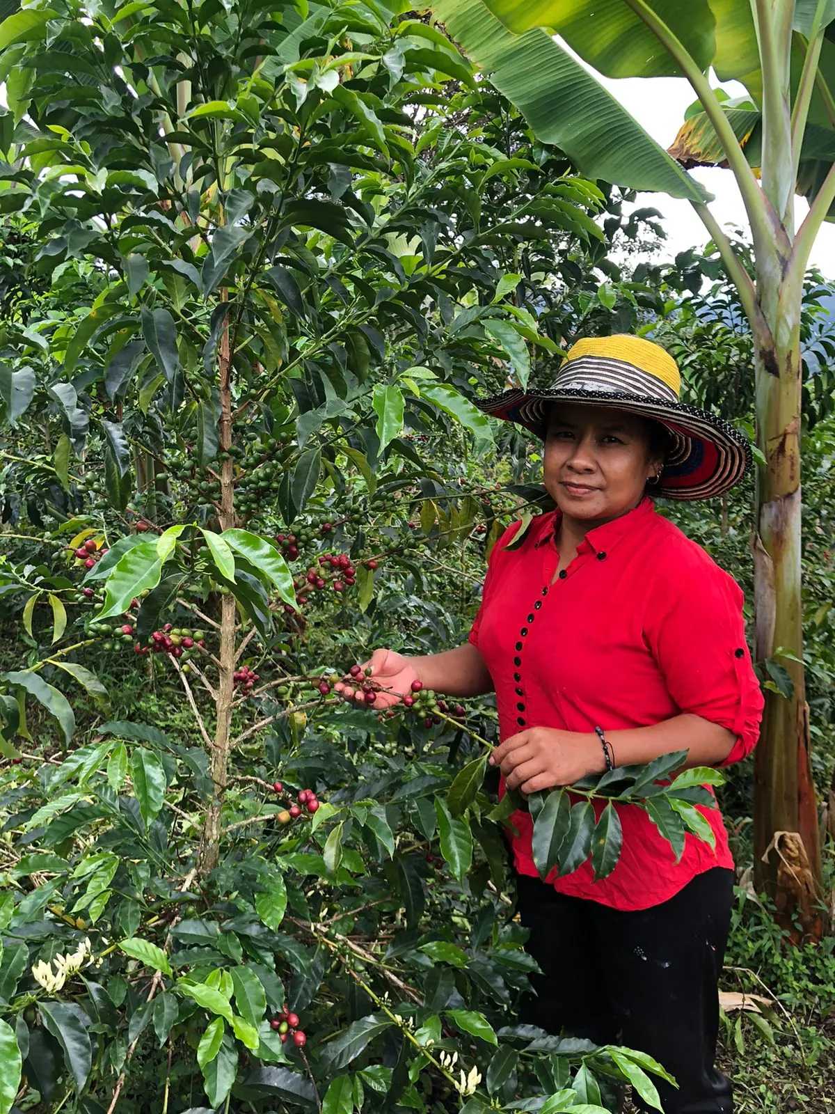 Leidy Moncayo Meneses, Camón Coffee