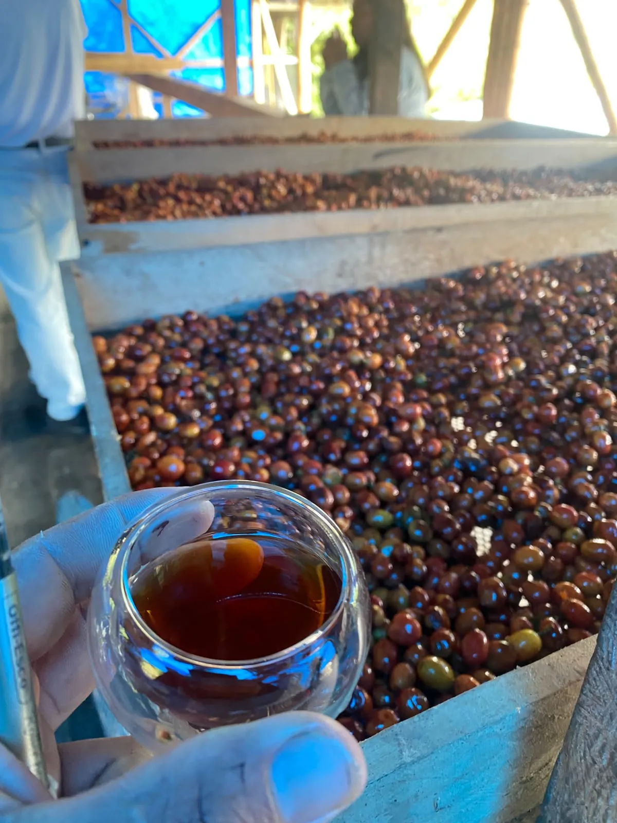 Catación con copa de los lotes entre cerezas en la marquesina