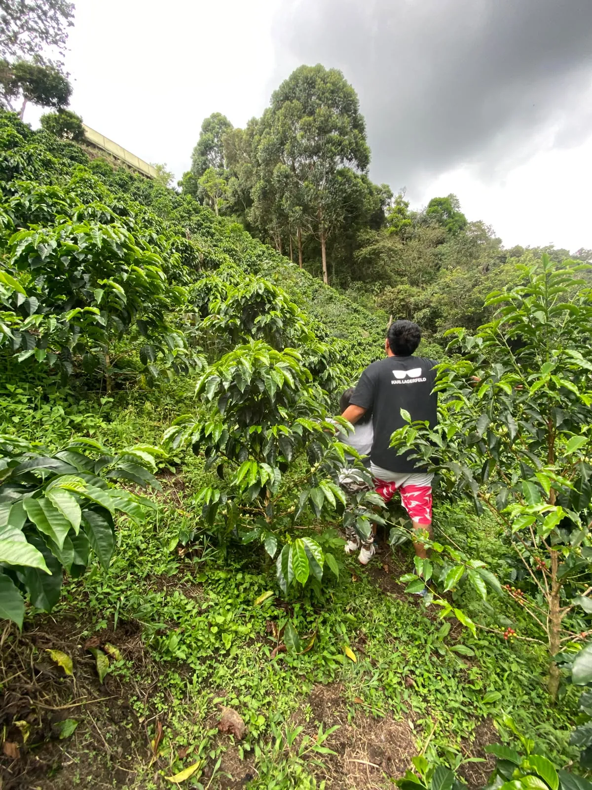 Recorrido por el cafetal en la ladera de la finca