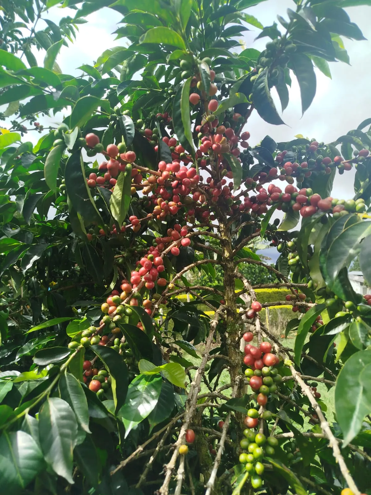Cafeto cargado de cerezas en la Finca Pensilvania Uno, San Agustín