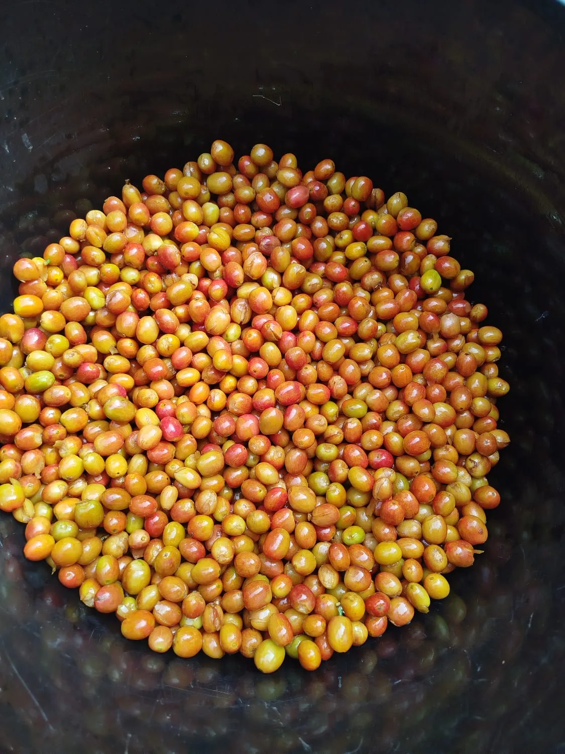 Cerezas de café amarillas y rojas recién cosechadas en la Finca Pensilvania Uno