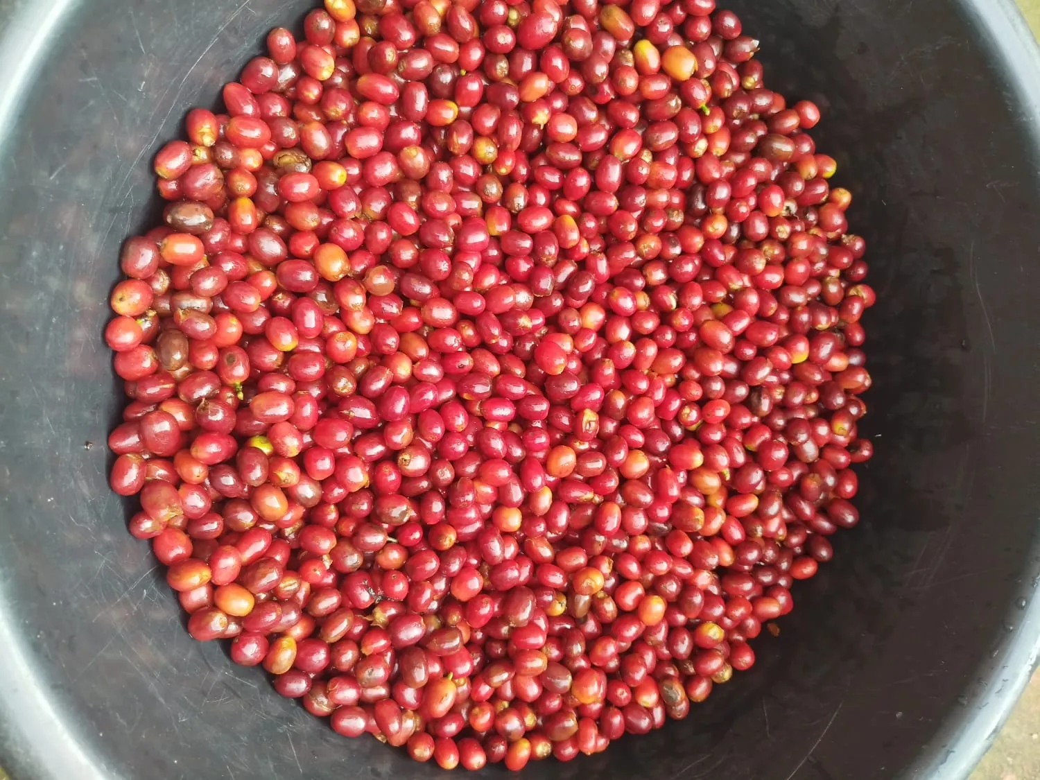 Cerezas maduras de café recolectadas en la vereda Llanada de Naranjos