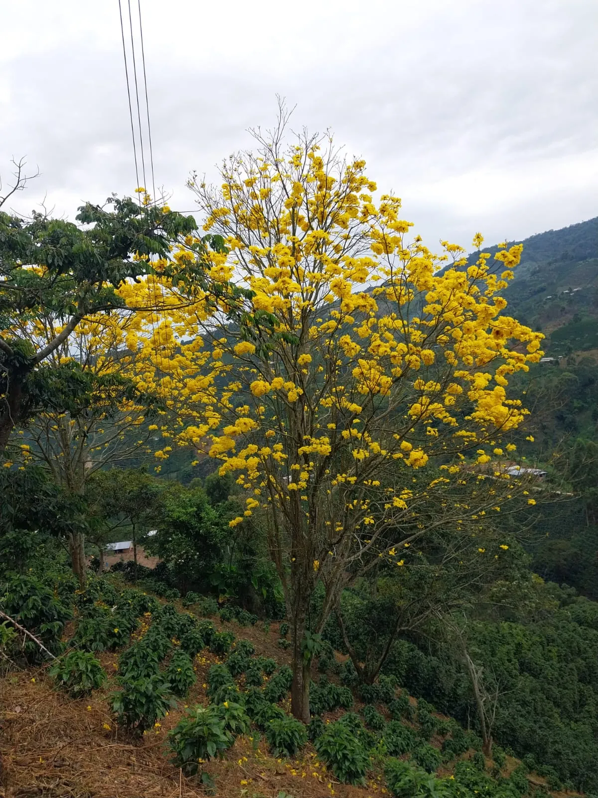La belleza de Vista Hermosa
