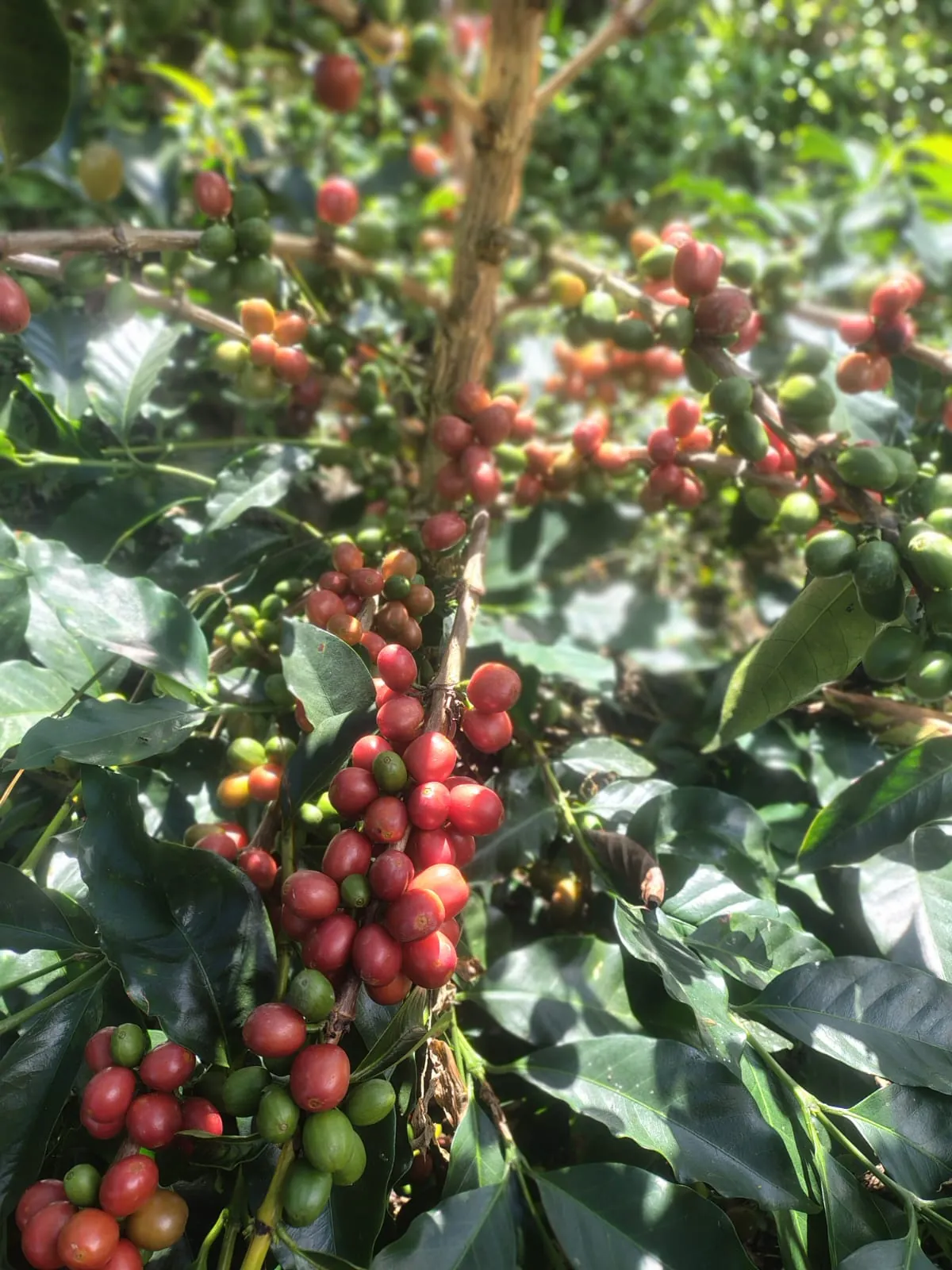 Frutos y producción